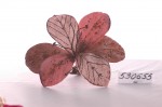 Амариллис, 15см, шоколадно-розовый  